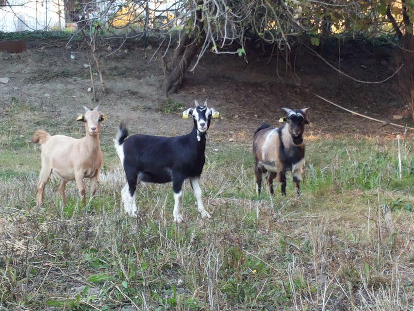 הוילה טודי Agriturismo Poponi מראה חיצוני תמונה